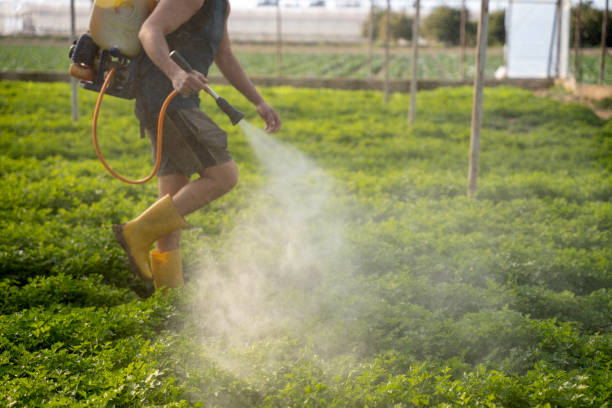 Best Ant Control Services  in Chenoa, IL
