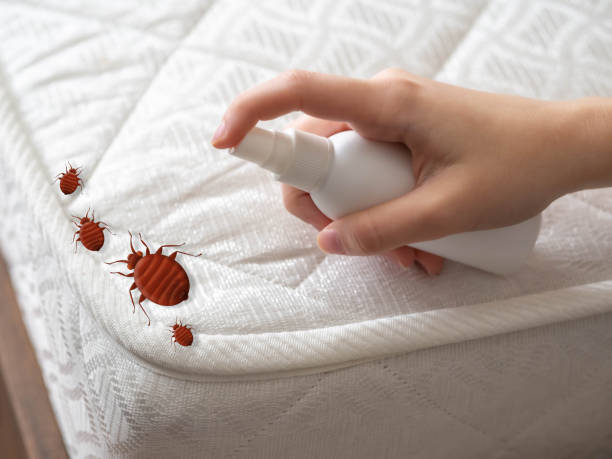 Best Termite Control Services  in Chenoa, IL