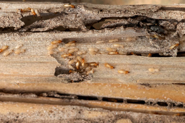 Professional Pest Control in Chenoa, IL